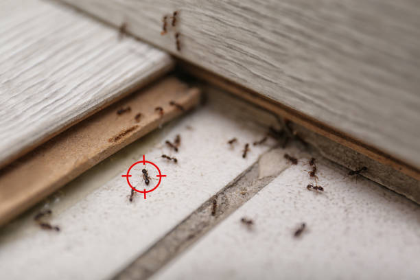 Wildlife Control Services in Tyler, TX