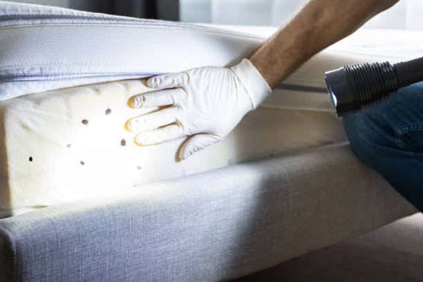 Best Wasp Removal Services  in Tyler, TX